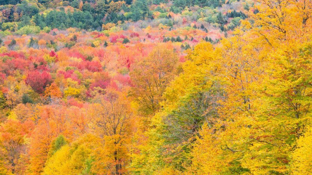 Why Green Mountain National Forest Vermont Is The Best Place To Visit